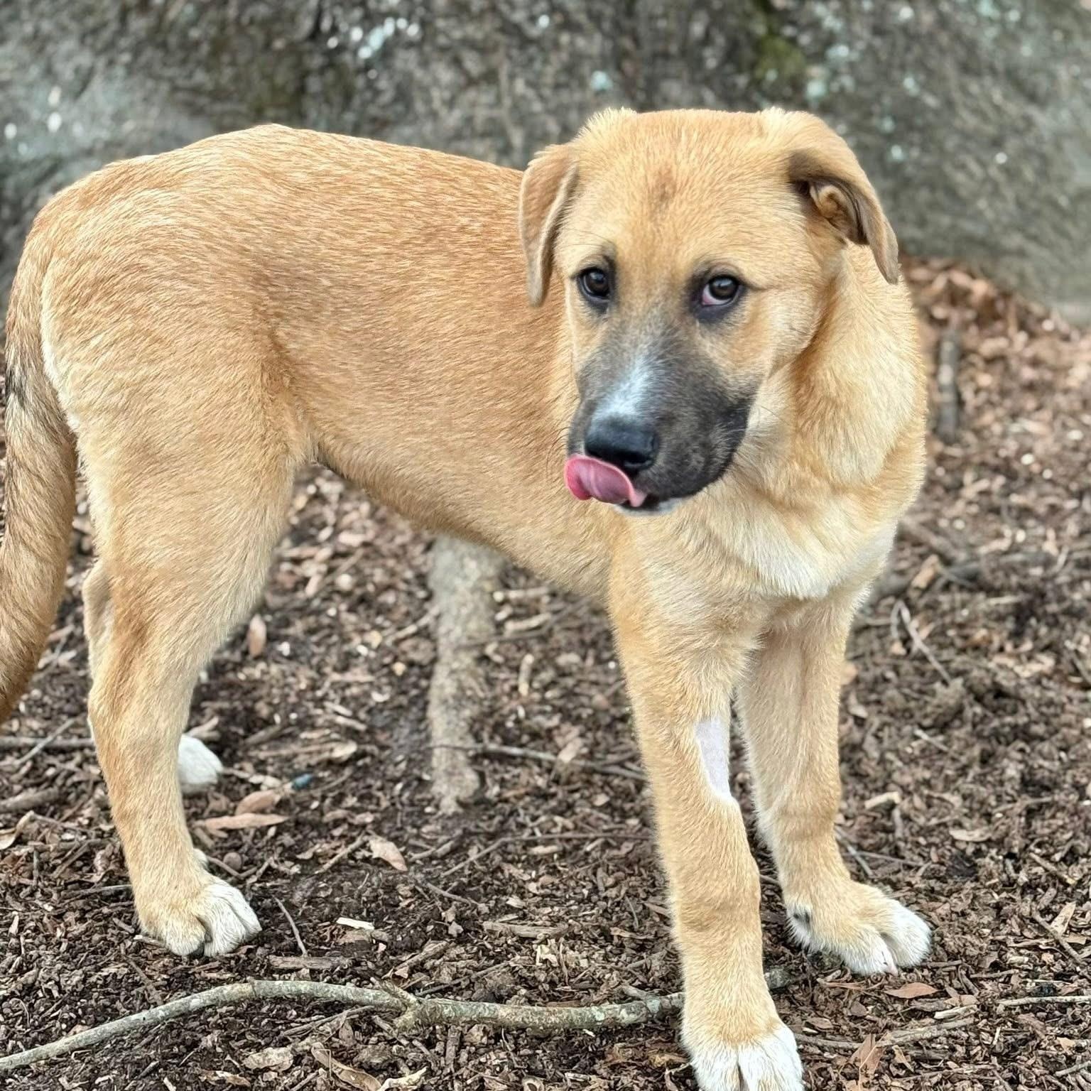 Scout, a ADOPTABLE mixed breed in Germantown , TN image 2/6