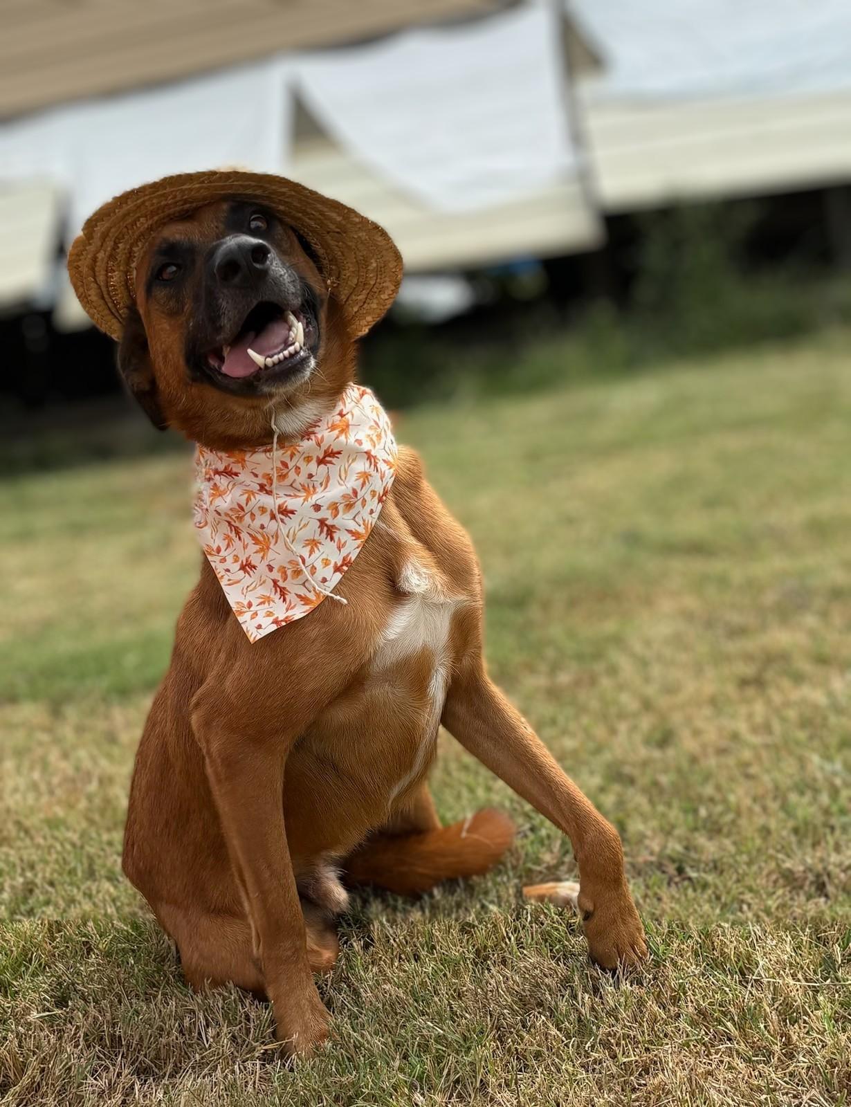 Enlarge Malone, a Adoptable mixed breed in Newport, AR image 1/6