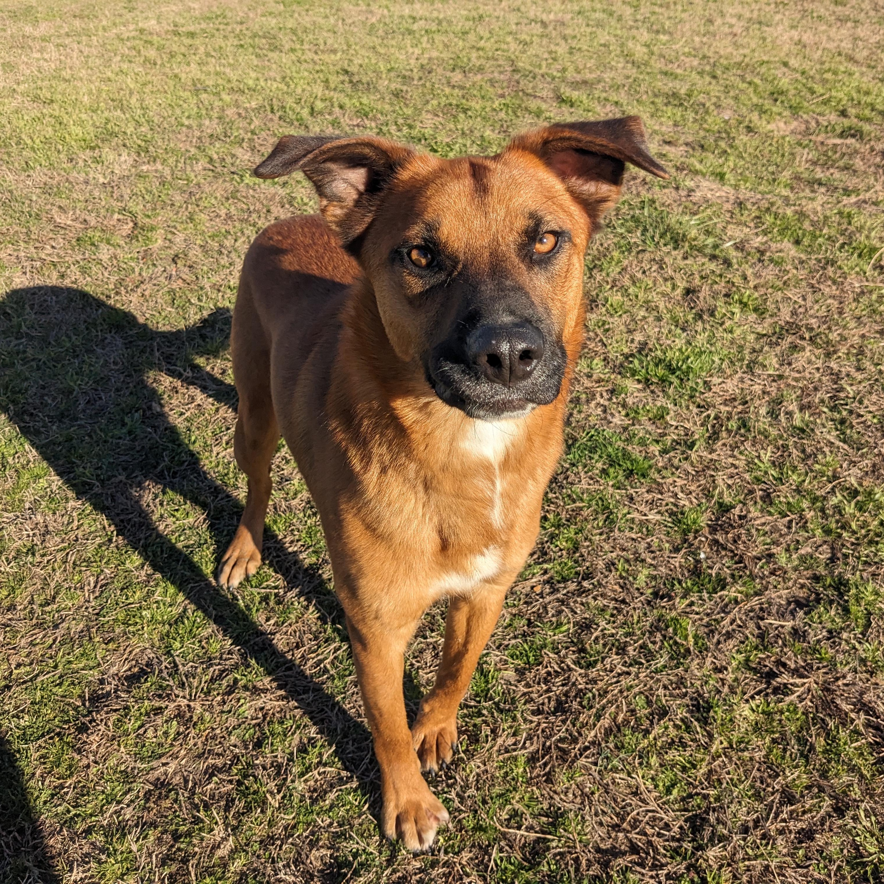 Enlarge Malone, a Adoptable mixed breed in Newport, AR image 5/6