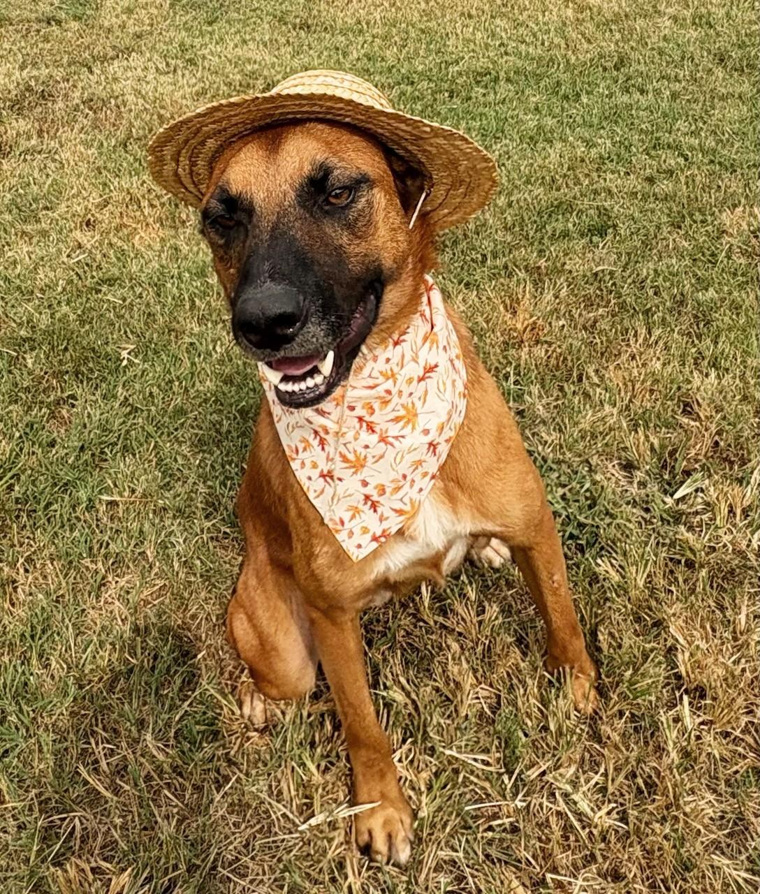 Enlarge Malone, a Adoptable mixed breed in Newport, AR image 2/6