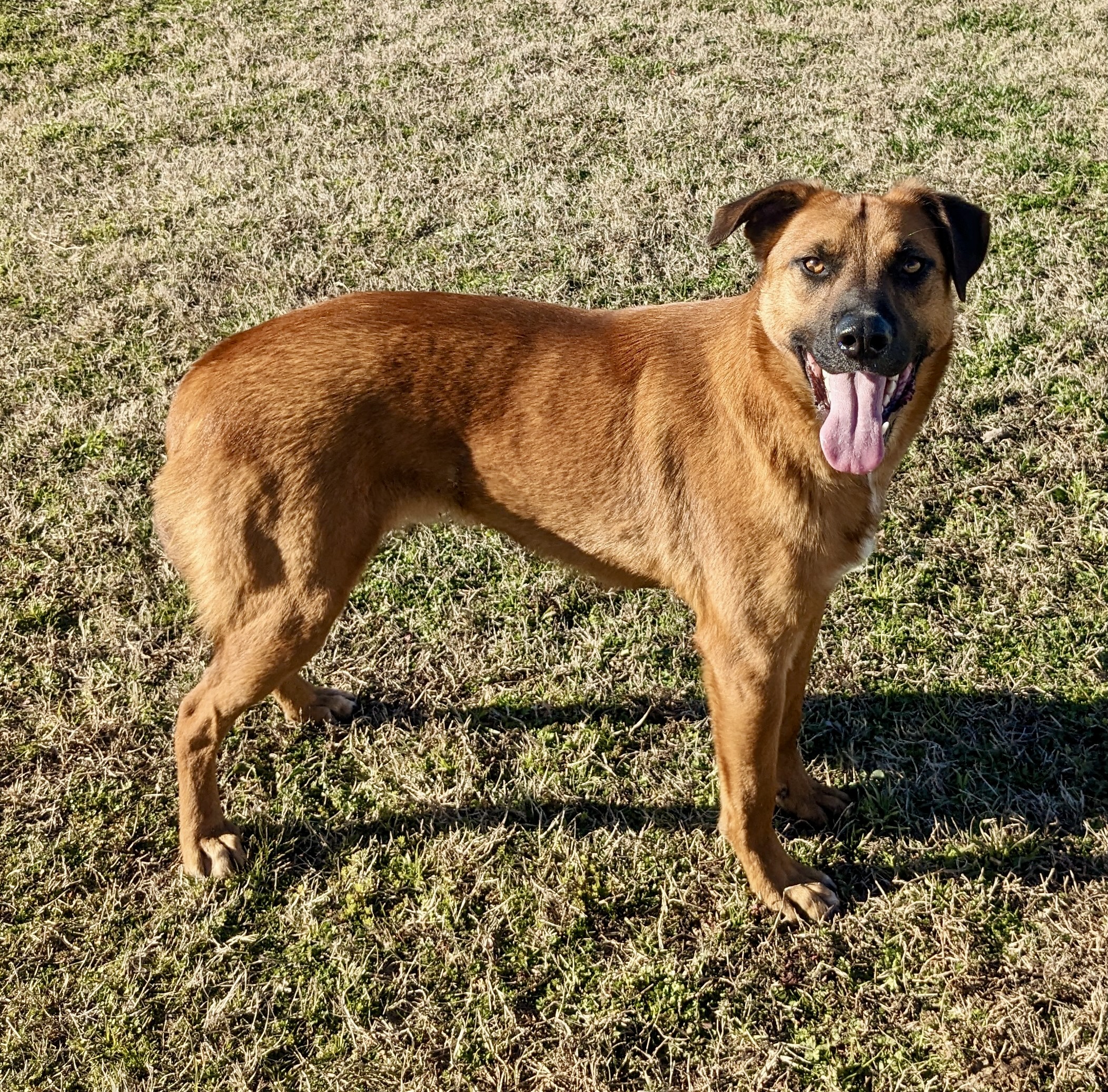 Enlarge Malone, a Adoptable mixed breed in Newport, AR image 6/6