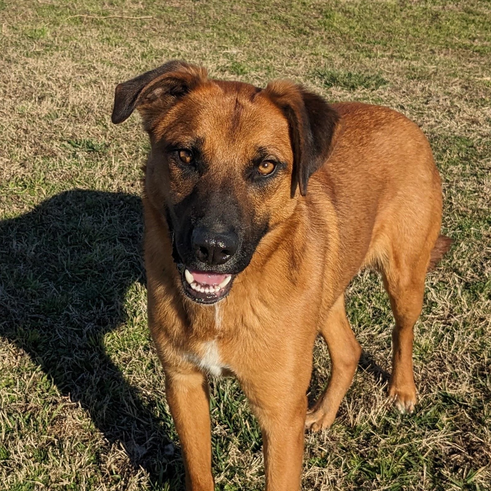 Enlarge Malone, a Adoptable mixed breed in Newport, AR image 3/6