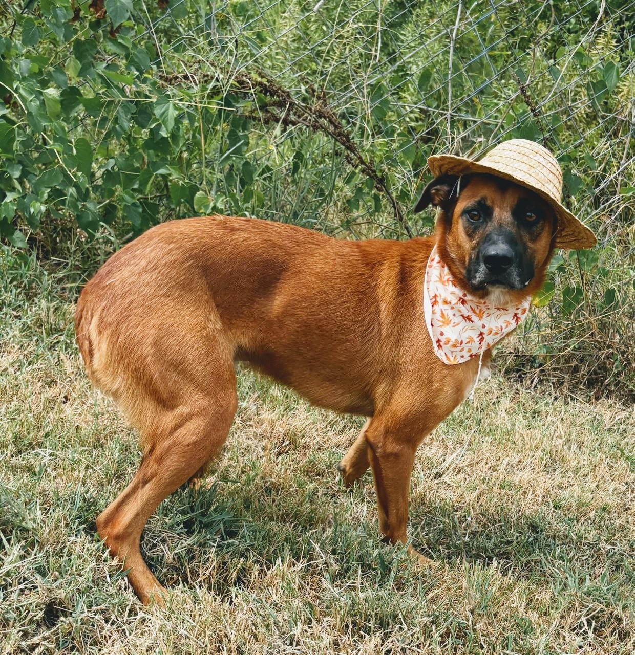 Malone, an adoptable Carolina Dog, Black Mouth Cur in Newport, AR, 72112 | Photo Image 4