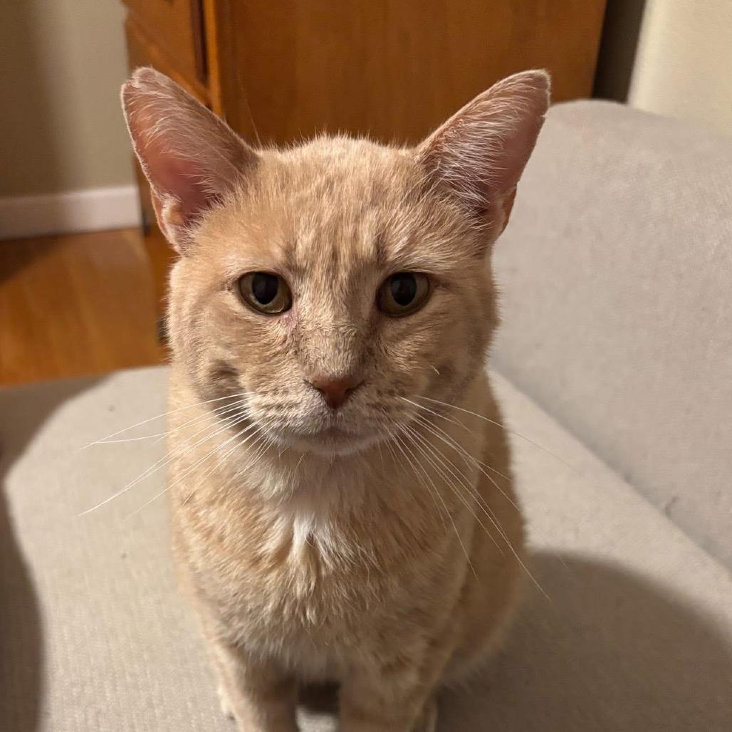 Enlarge Mysterio-C, a Adoptable Domestic Short Hair in East Saint Louis, IL image 1/6
