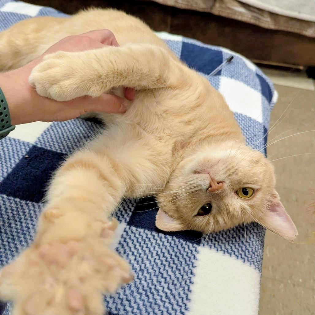 Mysterio-C, Adoptable, Adult Male Domestic Short Hair.