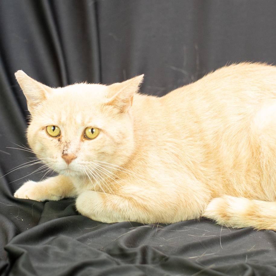 Enlarge Mysterio-C, a Adoptable Domestic Short Hair in East Saint Louis, IL image 2/6