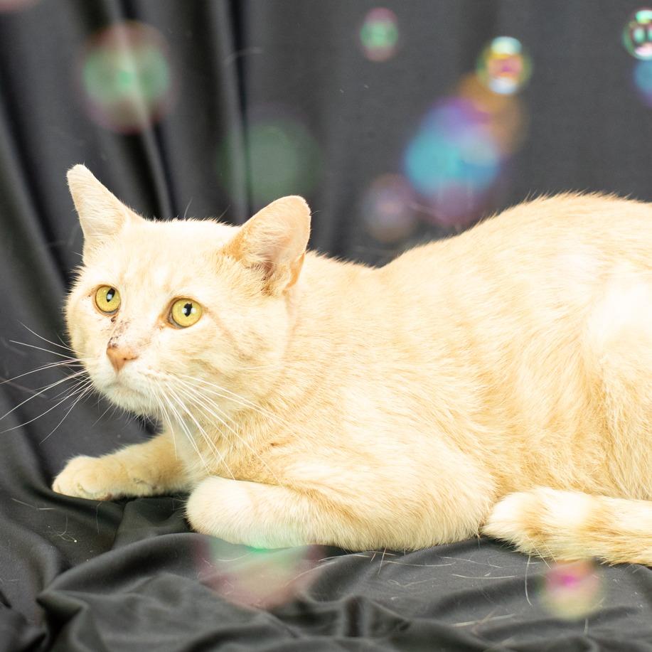 Enlarge Mysterio-C, a Adoptable Domestic Short Hair in East Saint Louis, IL image 3/6