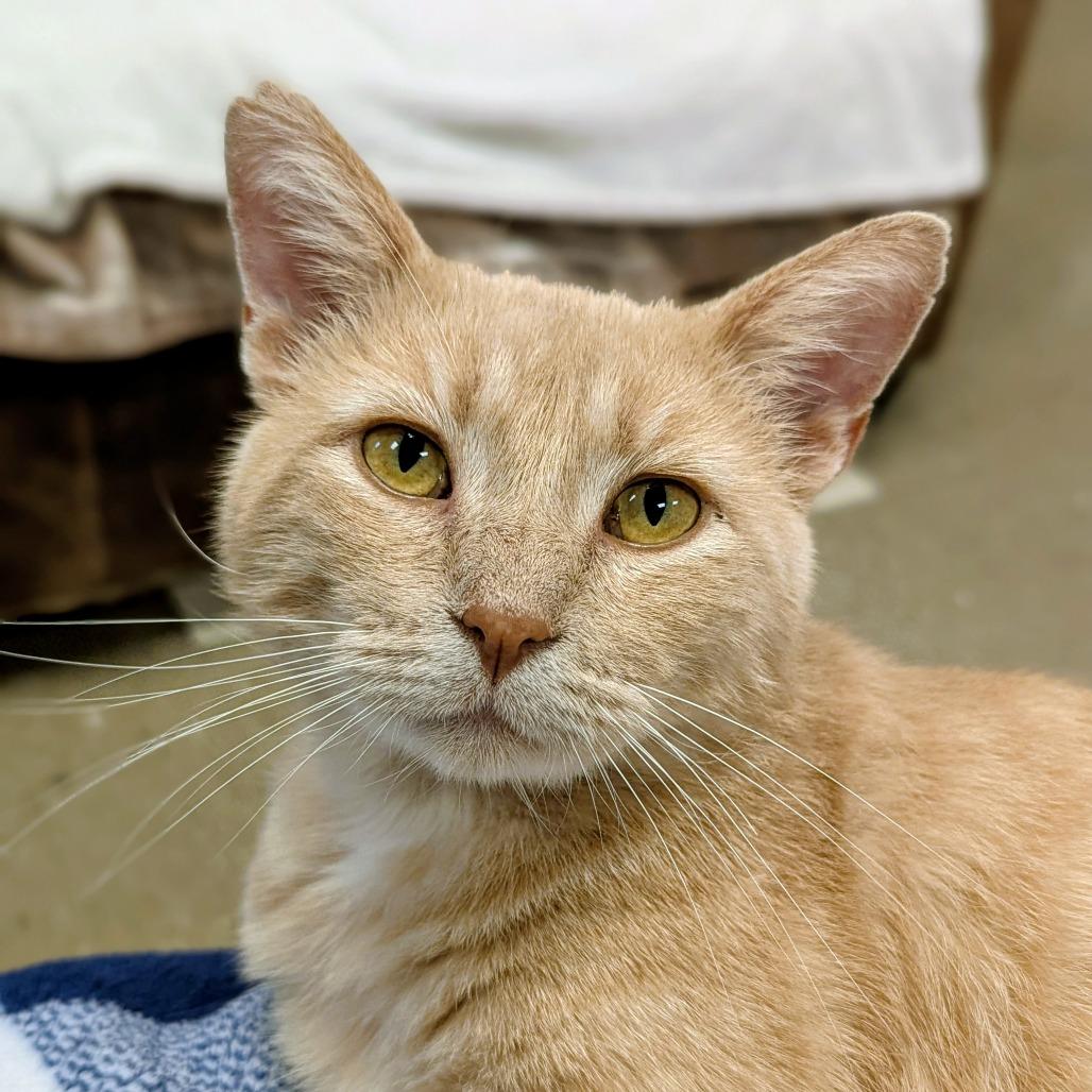 Enlarge Mysterio-C, a Adoptable Domestic Short Hair in East Saint Louis, IL image 4/6