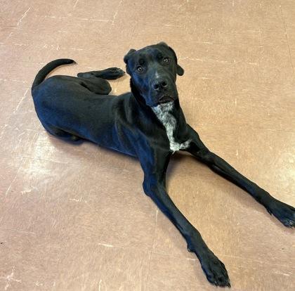 Enlarge Chip, an adopted mixed breed in Rapid City, SD image 2/4