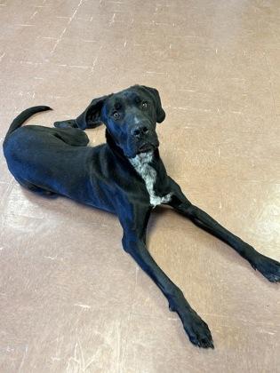 Enlarge Chip, an adopted mixed breed in Rapid City, SD image 3/4