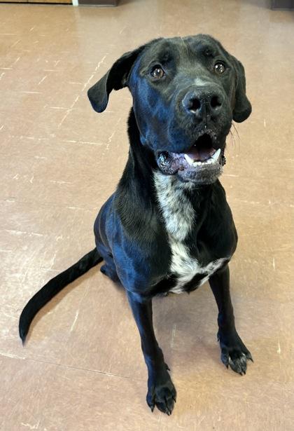 Enlarge Chip, an adopted mixed breed in Rapid City, SD image 4/4