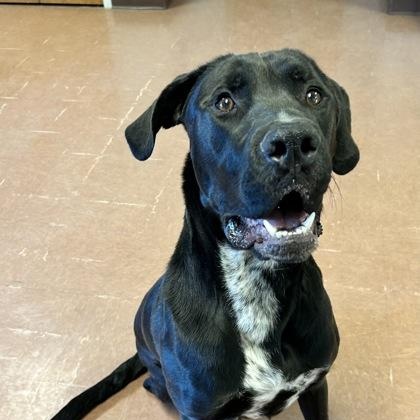 Enlarge Chip, an adopted mixed breed in Rapid City, SD image 1/4