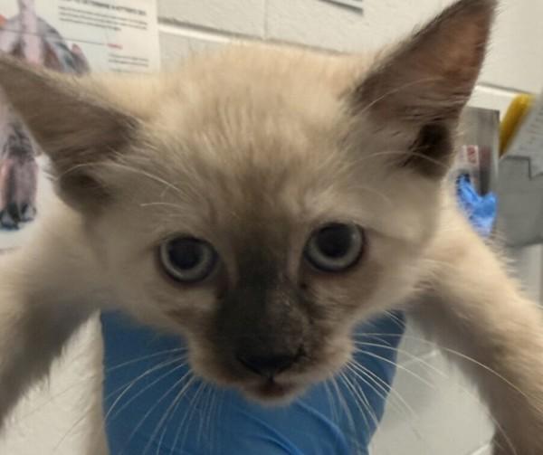 Jaxs, Adoptable, Kitten Female Siamese.