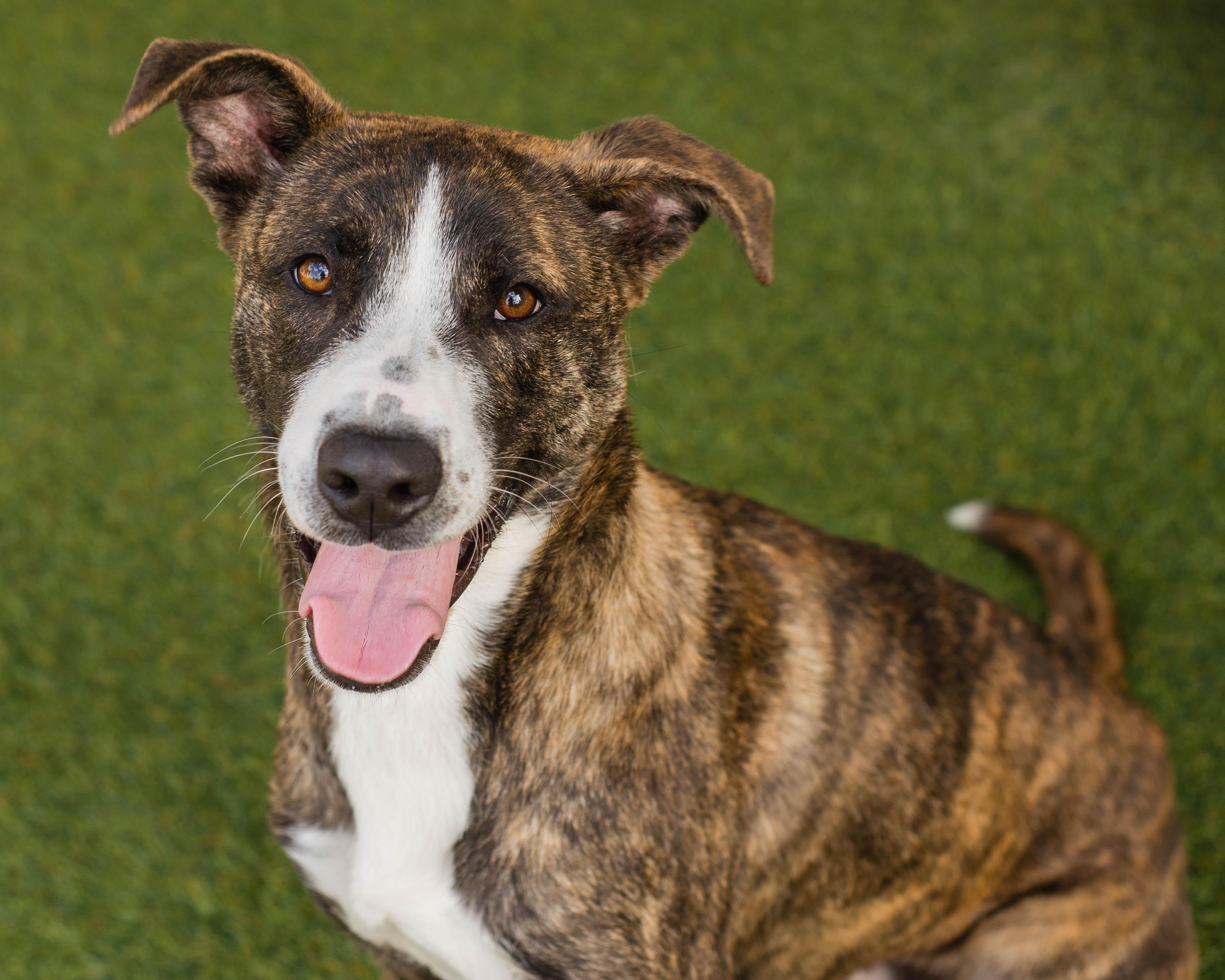 Cupid, ADOPTABLE, Adult Male American Staffordshire Terrier & Greyhound.