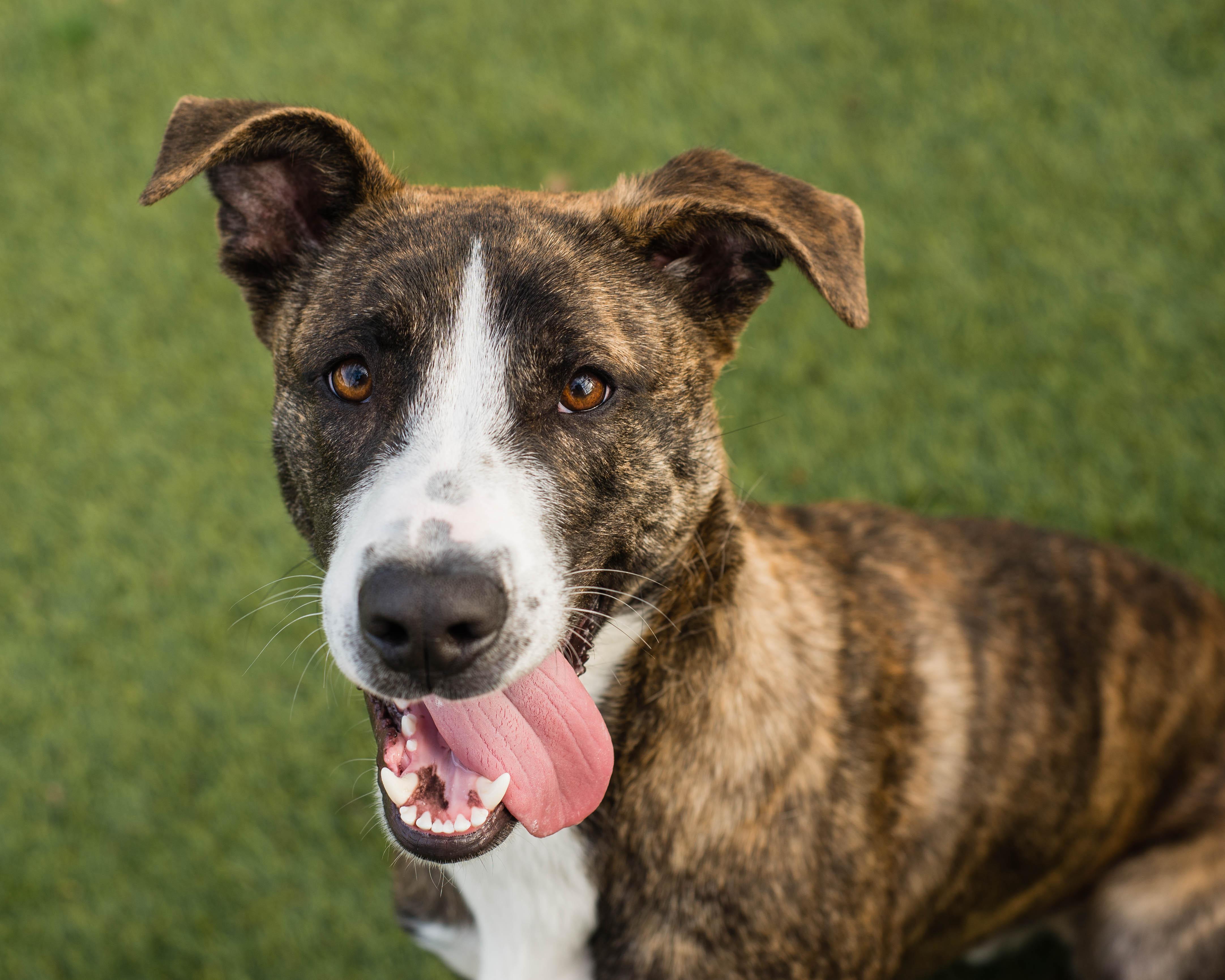 Enlarge Cupid, an adopted mixed breed in Mont Belvieu, TX image 3/3