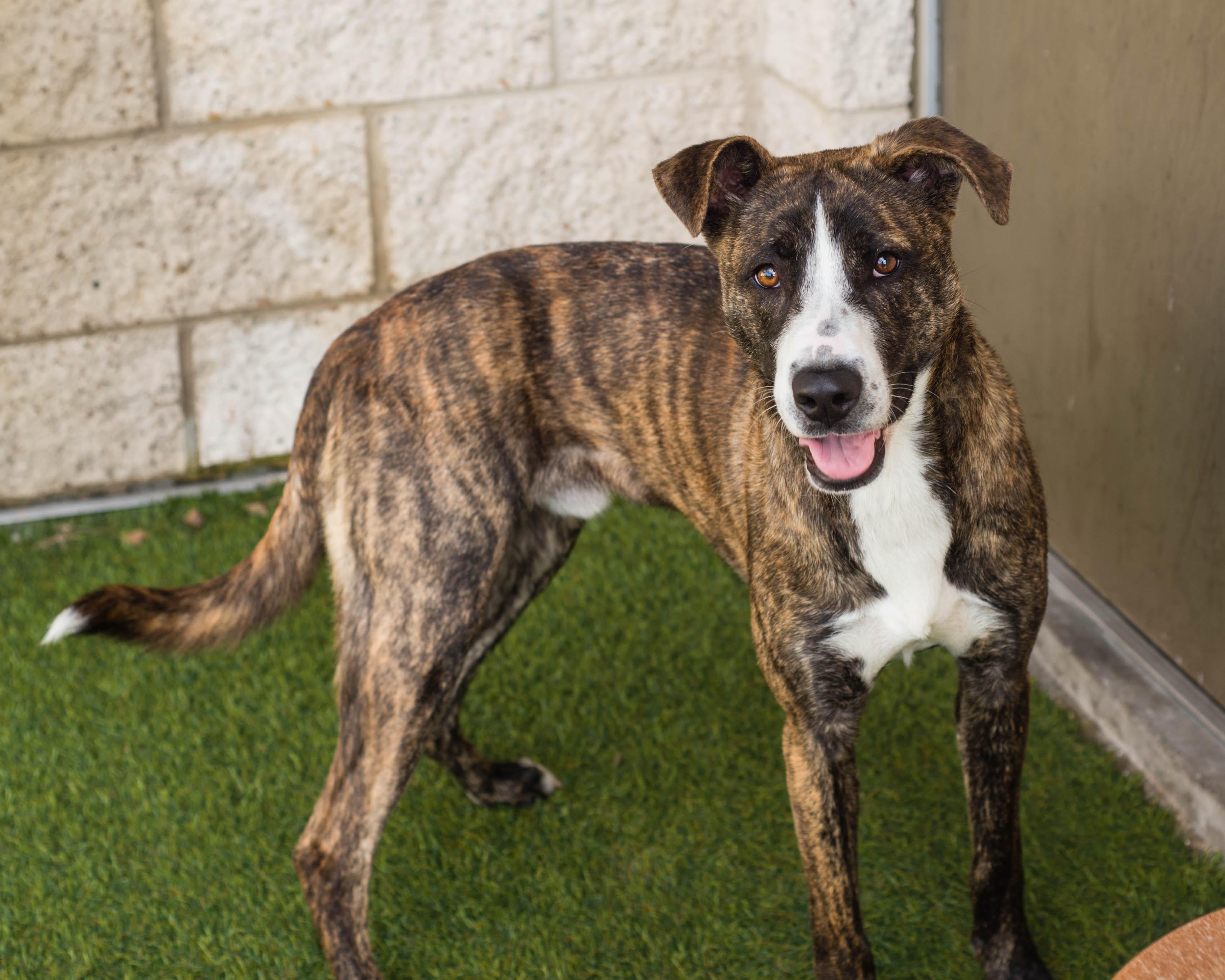 Enlarge Cupid, an adopted mixed breed in Mont Belvieu, TX image 2/3