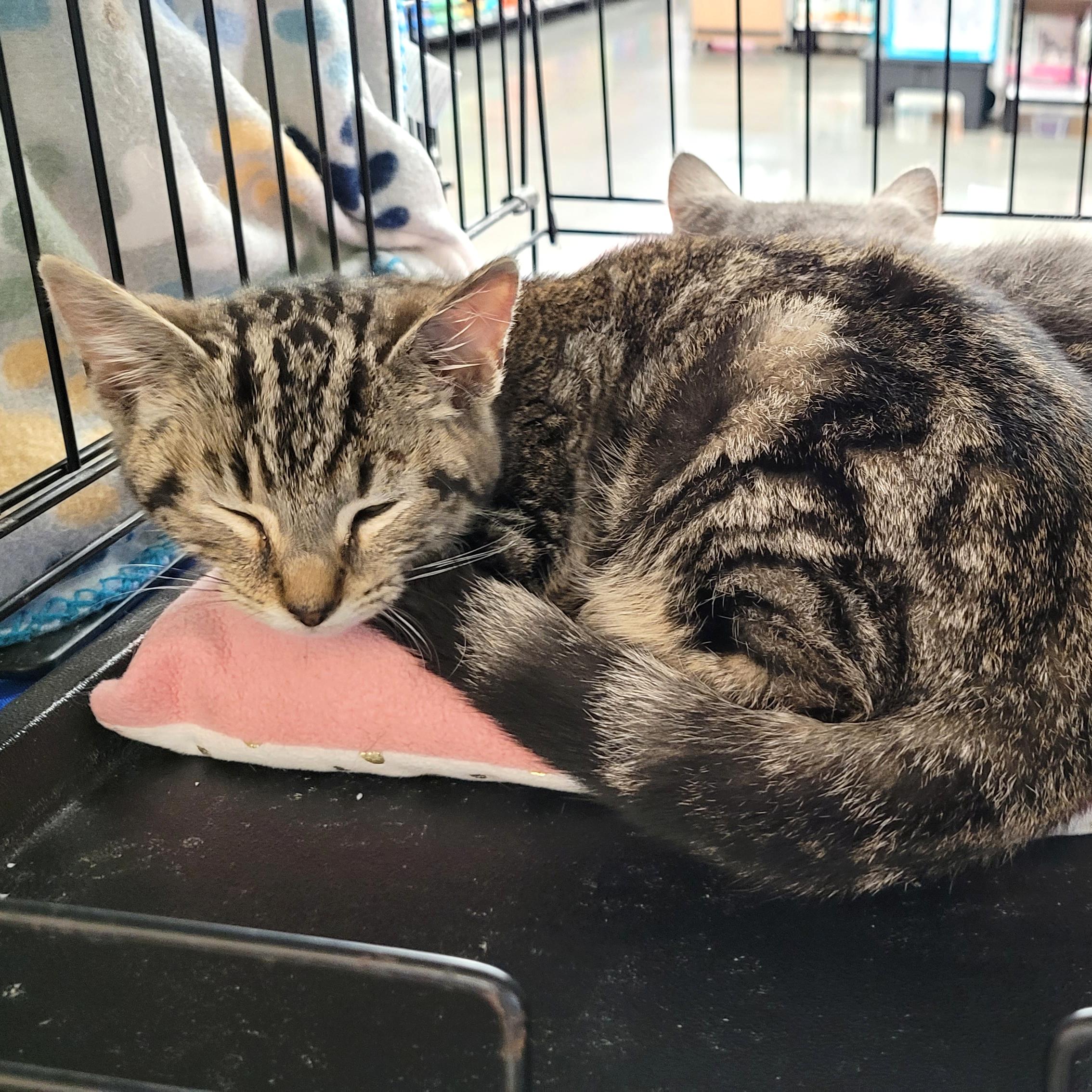 Neville, Adoptable, Young Male Domestic Short Hair & Tabby.