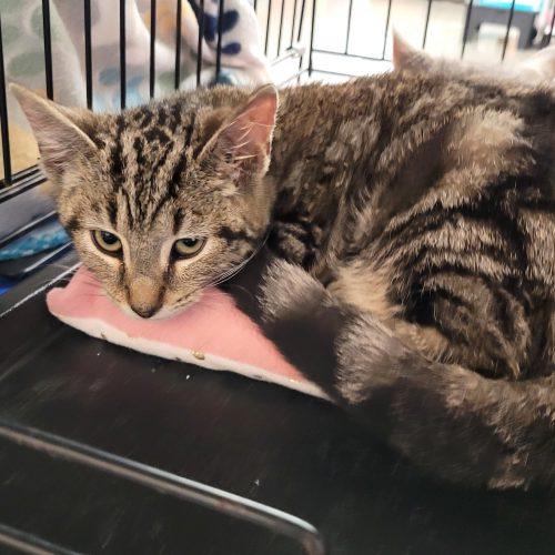 Neville, Adoptable, Young Male Domestic Short Hair & Tabby.