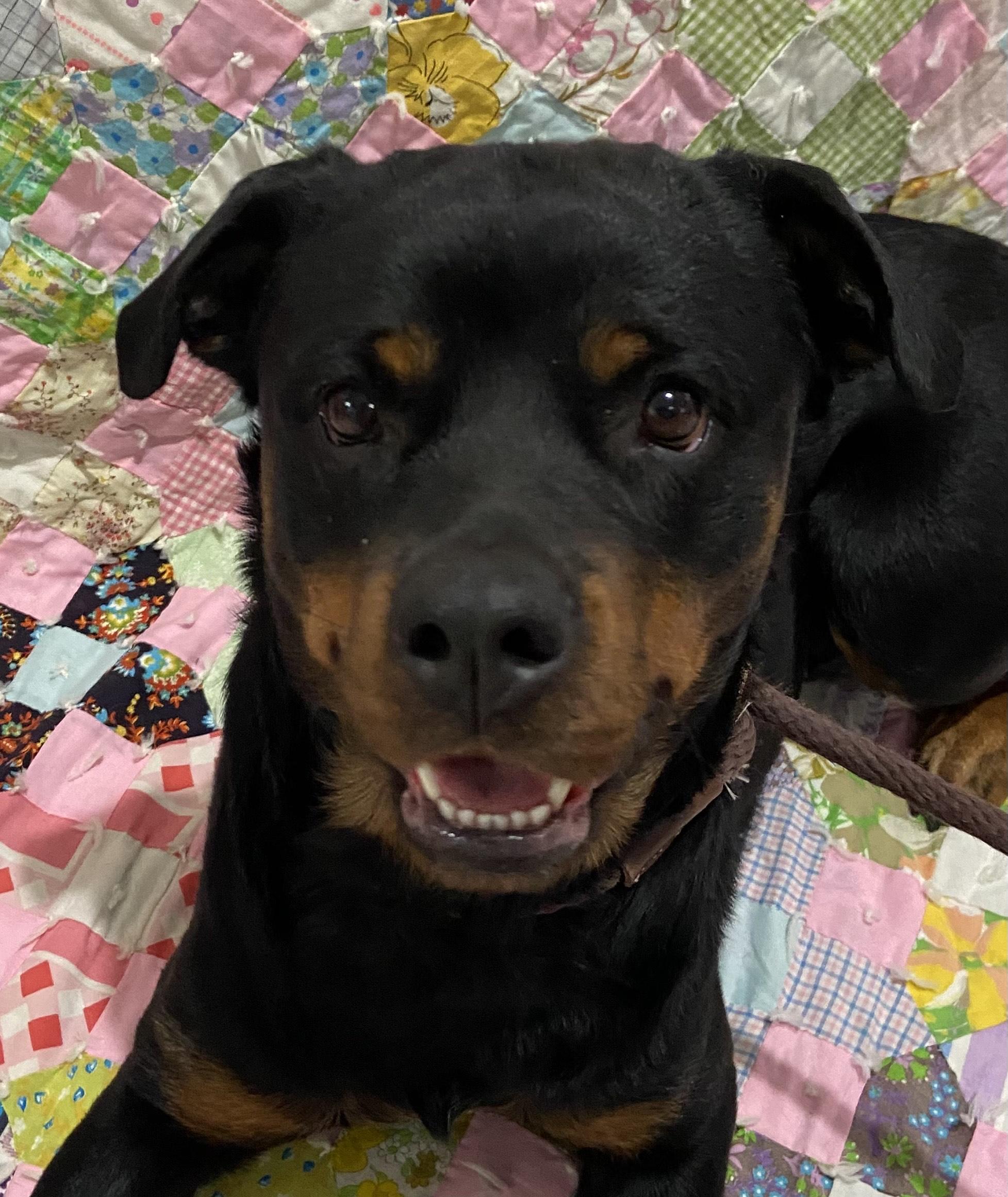 Ruthy, ADOPTABLE, Adult Female Rottweiler.