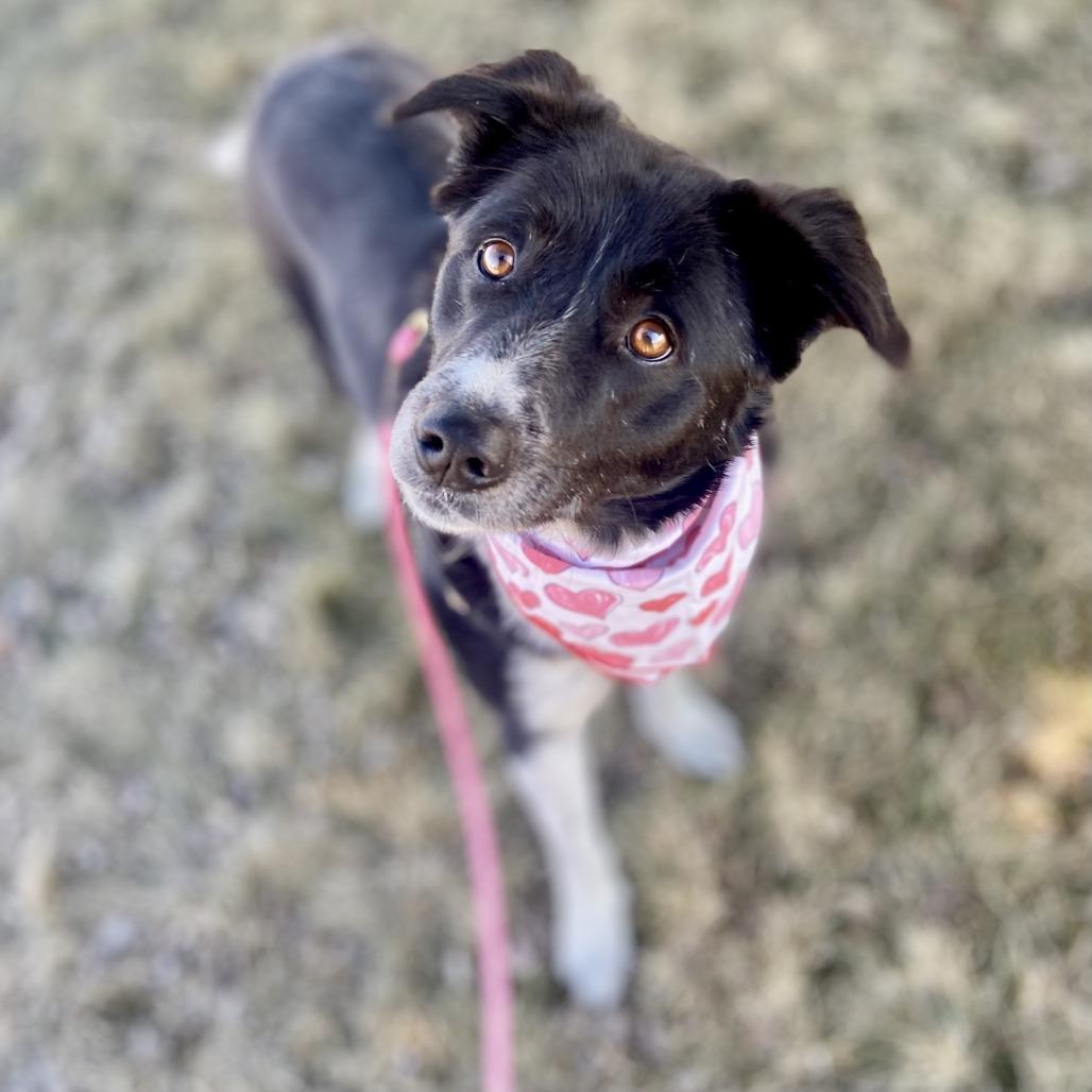 Emme Lou, Adoptable, Adult Female Border Collie.