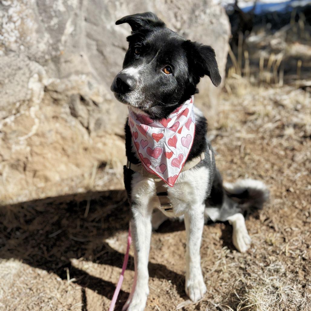 Enlarge Emme Lou, a Adoptable Border Collie in Glenwood Springs, CO image 6/6
