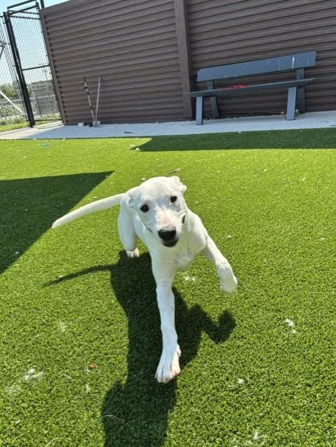 Enlarge Ghost, a Adoptable mixed breed in Sachse, TX image 1/1