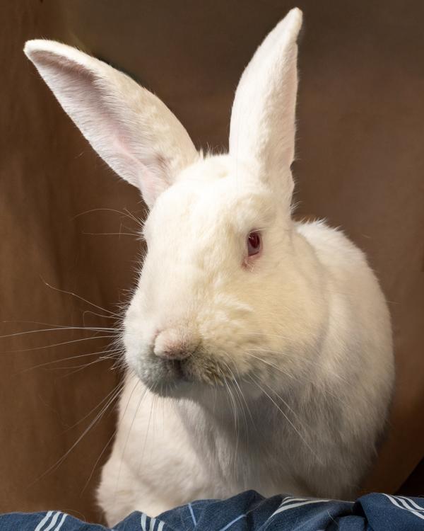 Coriander, Adoptable, Adult Male Bunny Rabbit.