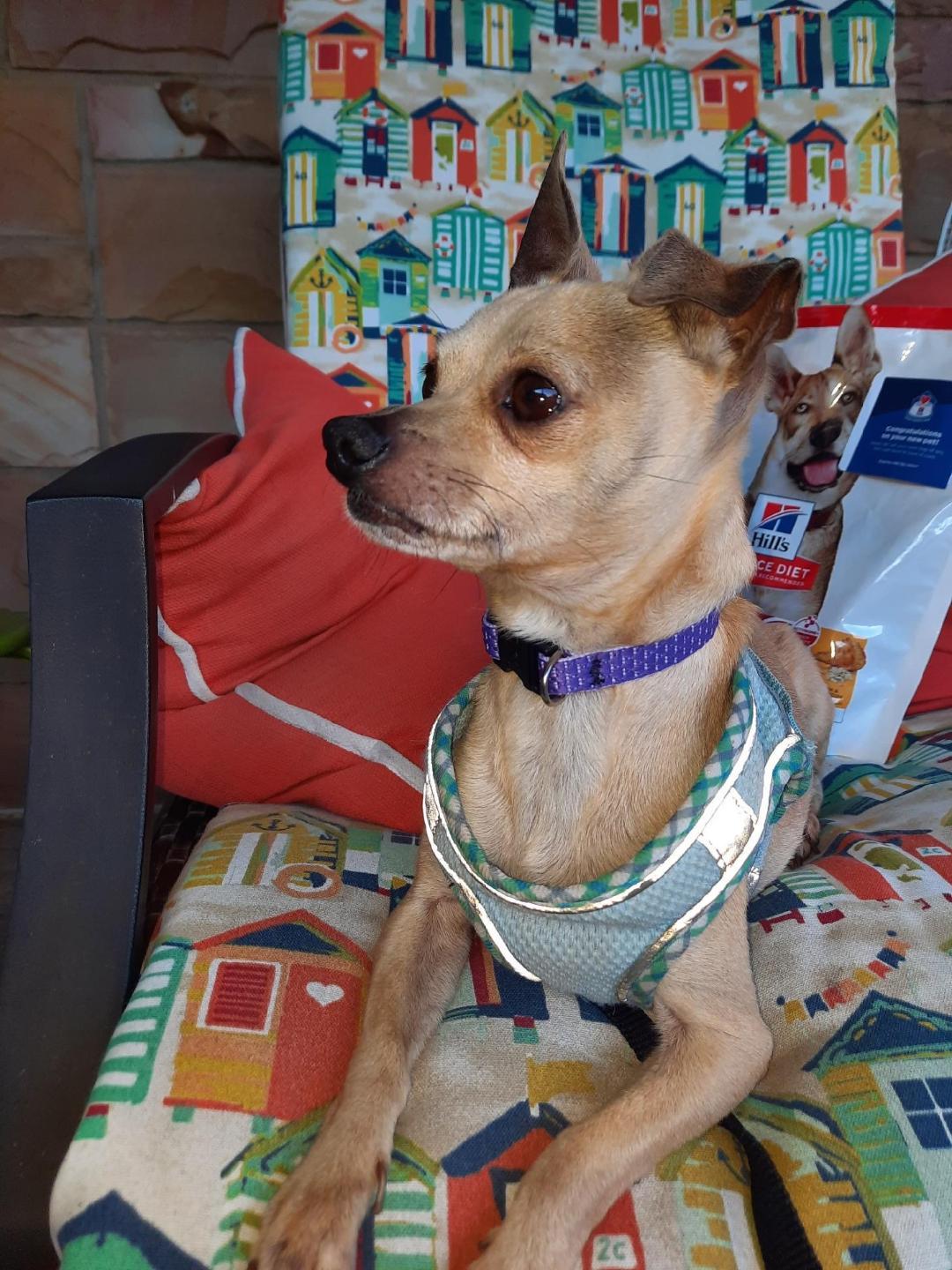 Duke-9/7/26, adopted, Young Male Chihuahua.