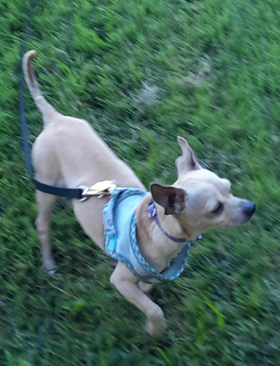 Enlarge Duke-9/7/26, an adopted Chihuahua in Lambertville, NJ image 2/3