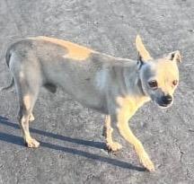 Enlarge Duke-9/7/26, an adopted Chihuahua in Lambertville, NJ image 3/3