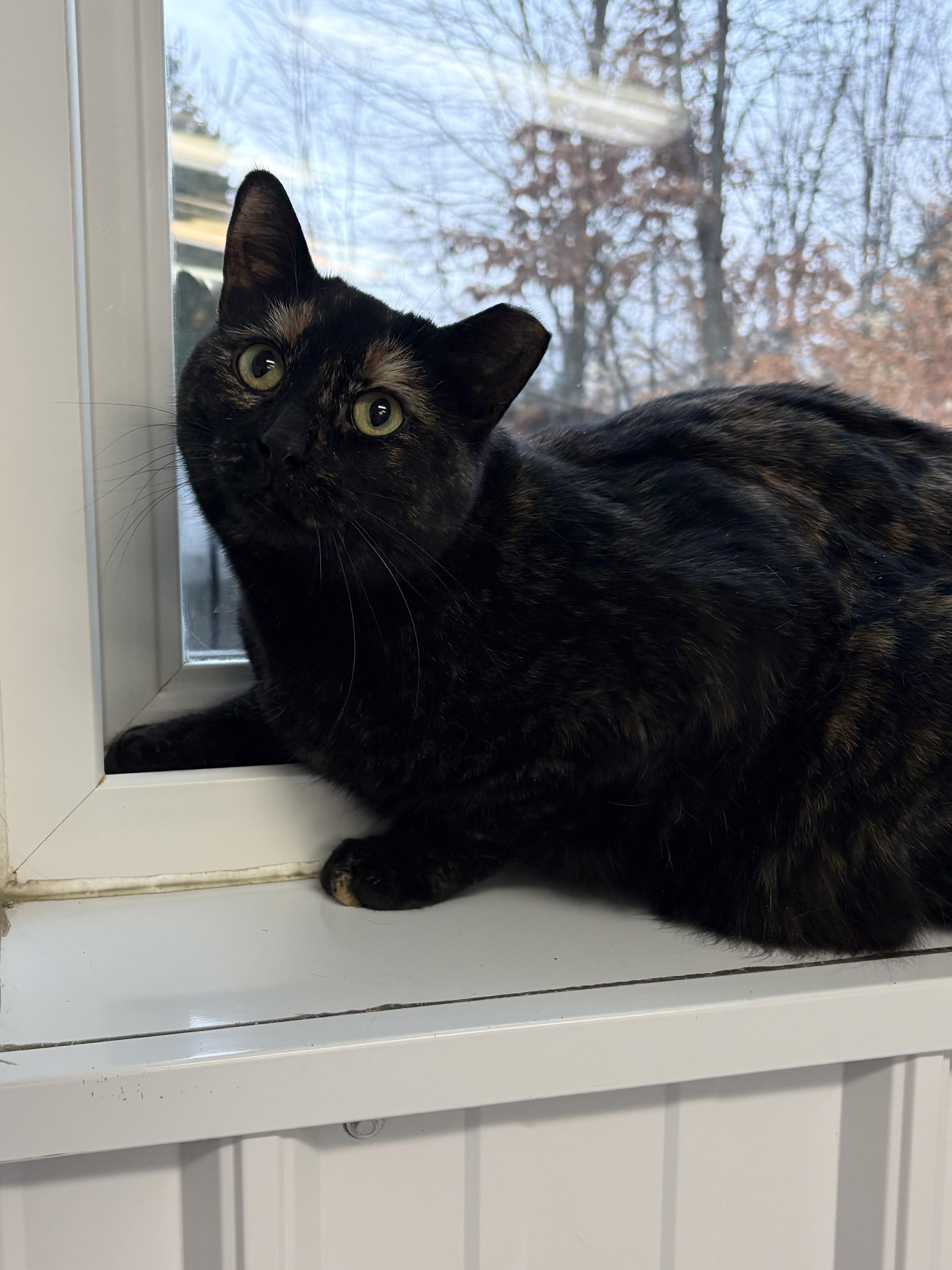 Patches, ADOPTABLE, Adult Female American Shorthair.