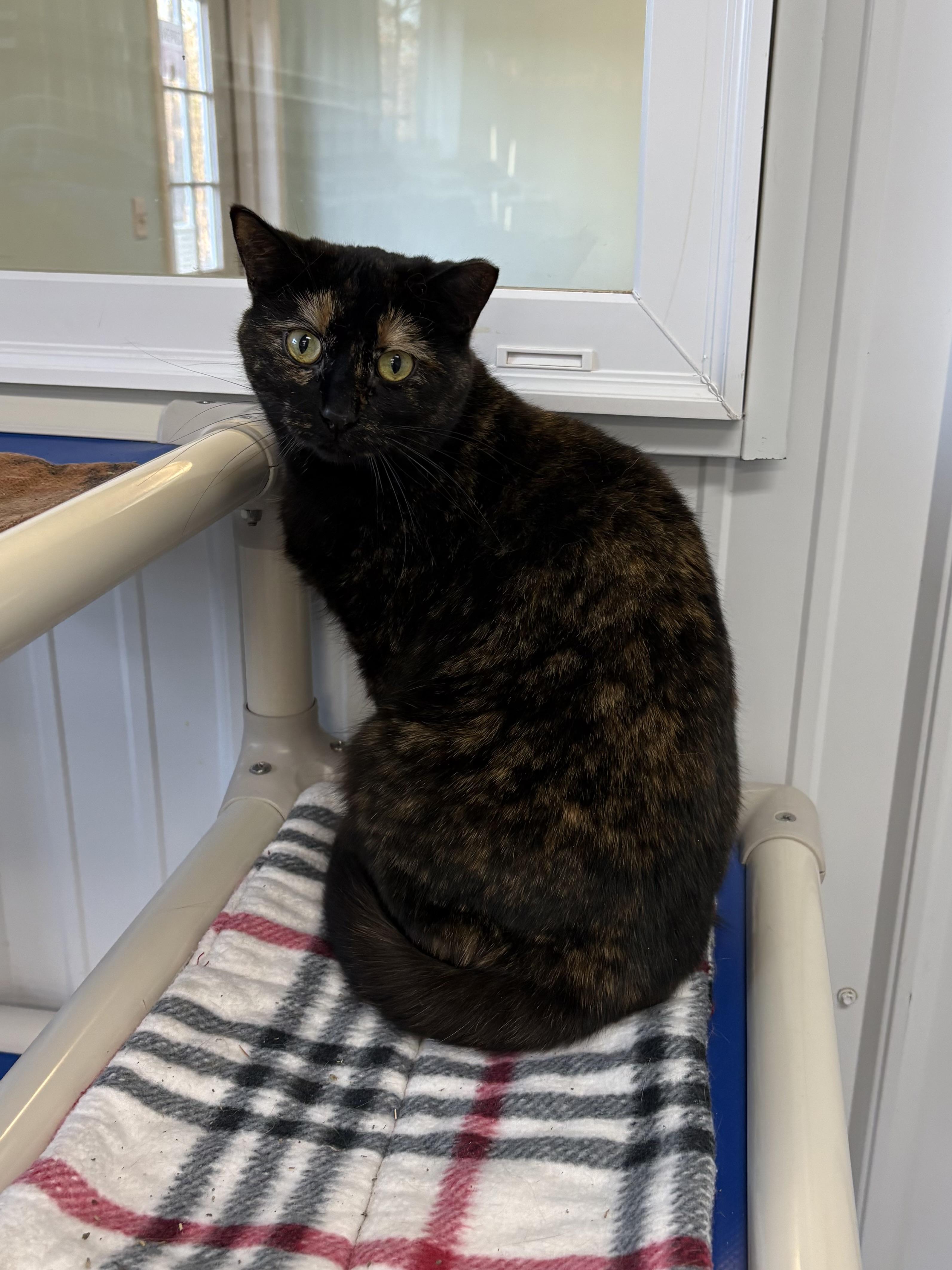 Enlarge Patches, a ADOPTABLE American Shorthair in Big Rapids, MI image 2/4