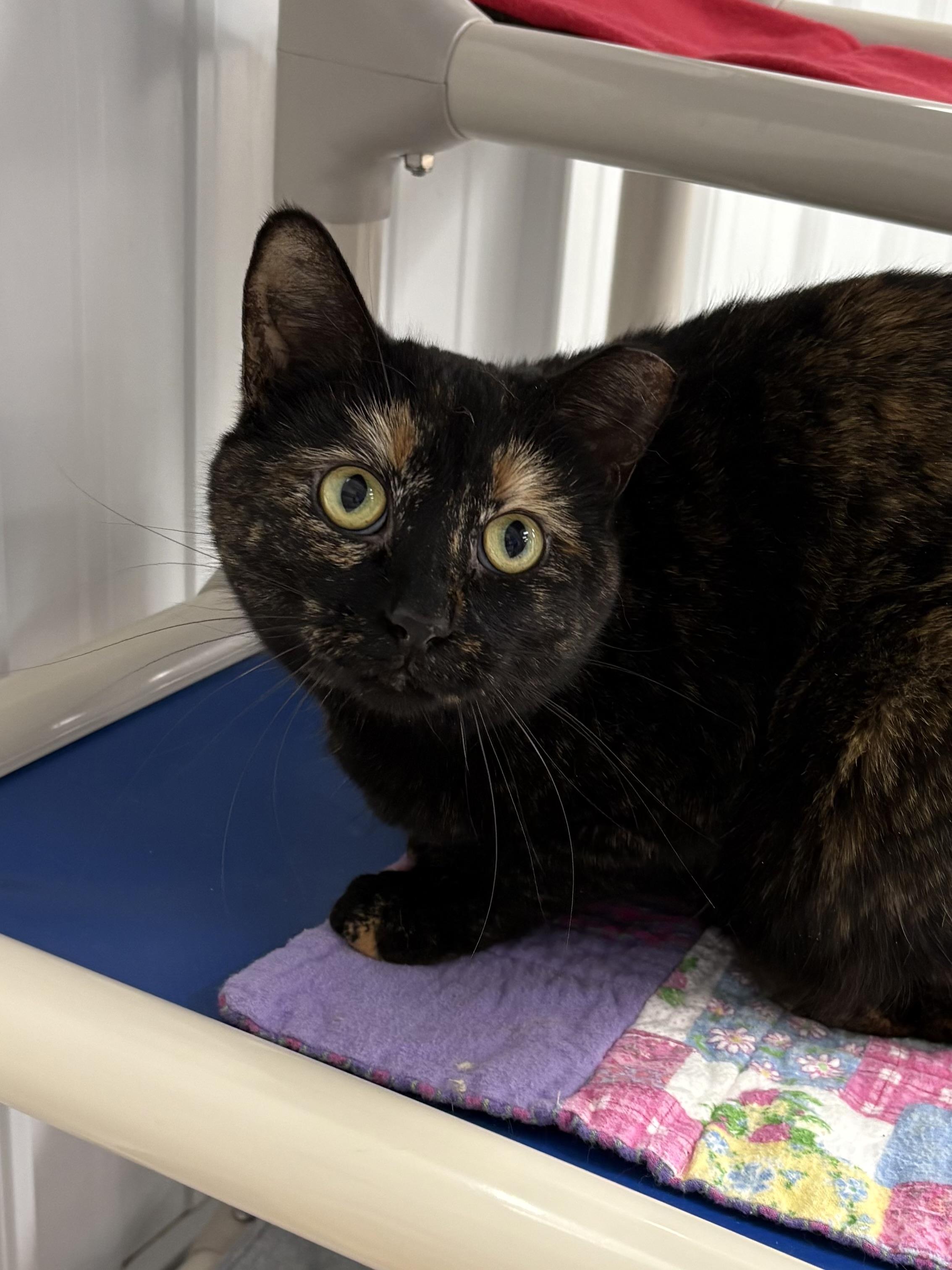 Enlarge Patches, a ADOPTABLE American Shorthair in Big Rapids, MI image 3/4