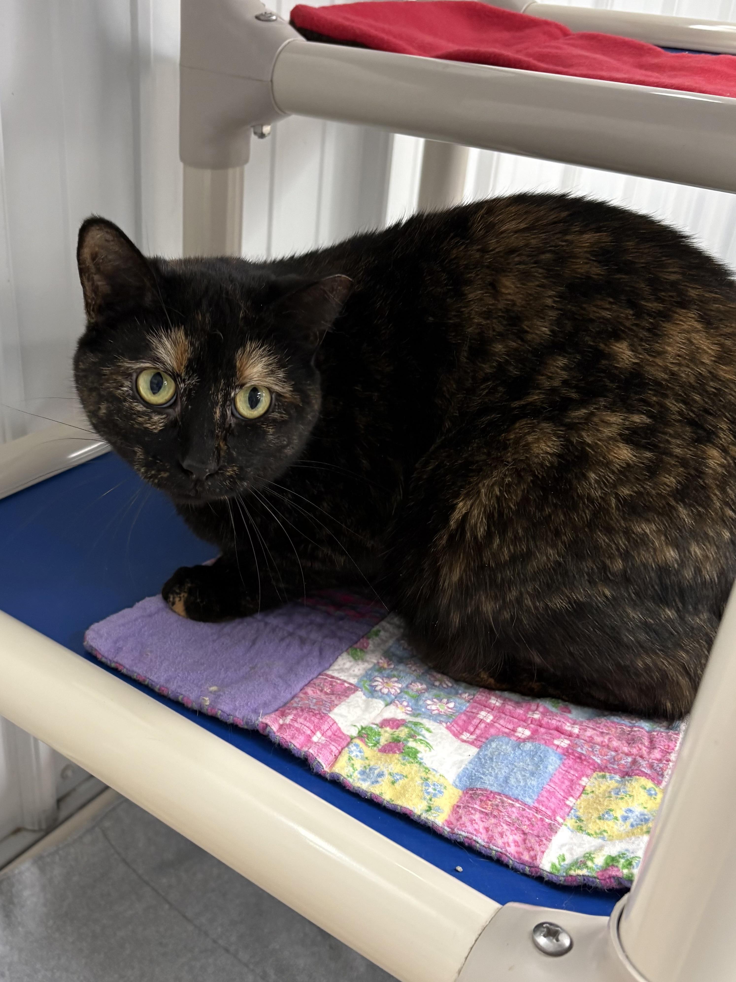 Enlarge Patches, a ADOPTABLE American Shorthair in Big Rapids, MI image 4/4