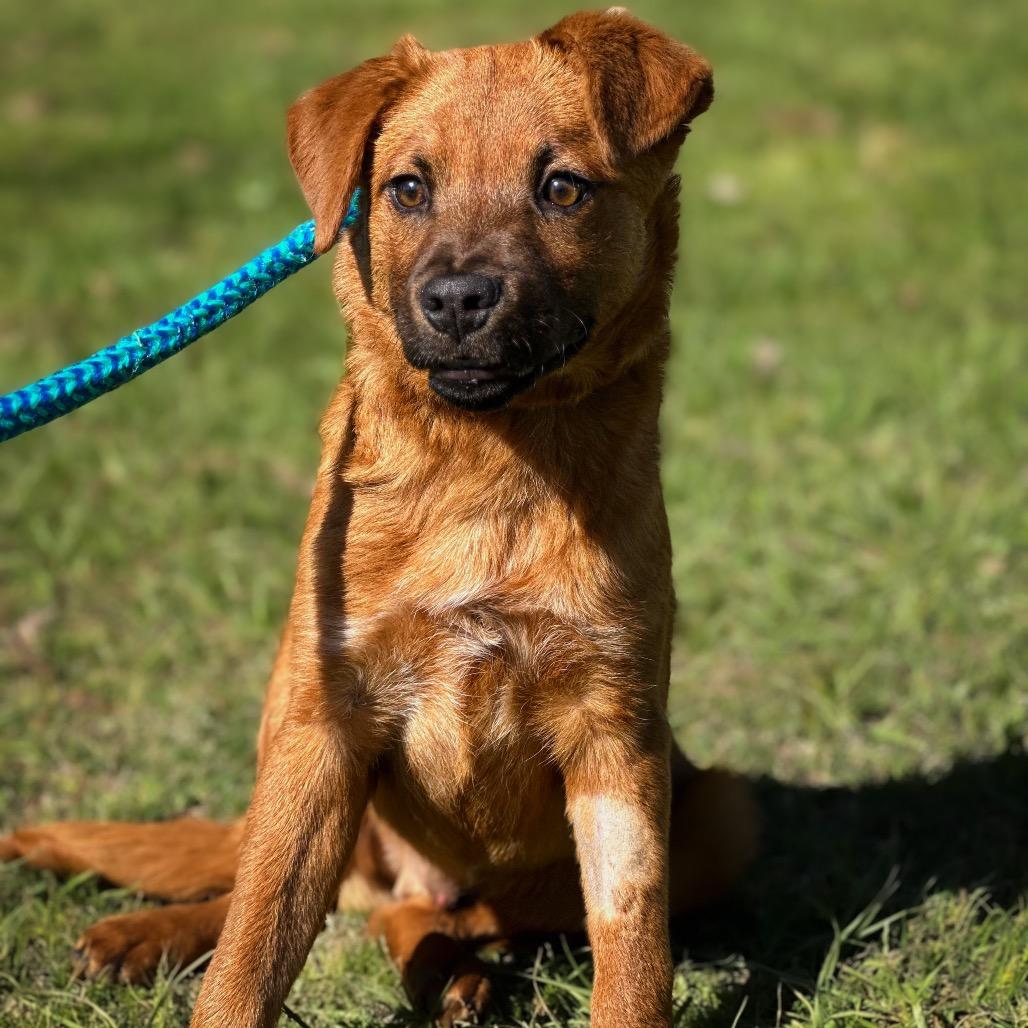 River, a Adoptable mixed breed in Wadena, MN image 1/4