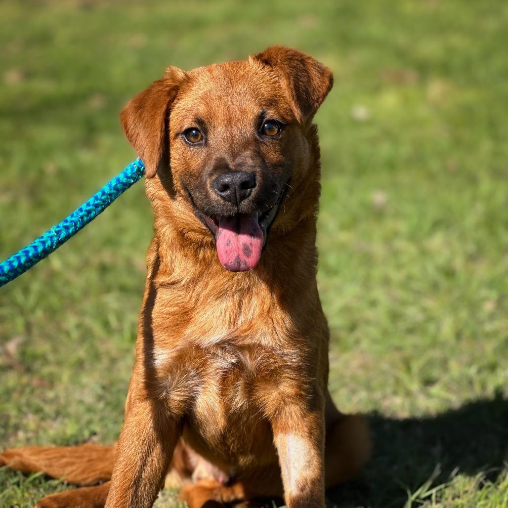 River, a Adoptable mixed breed in Wadena, MN image 2/4