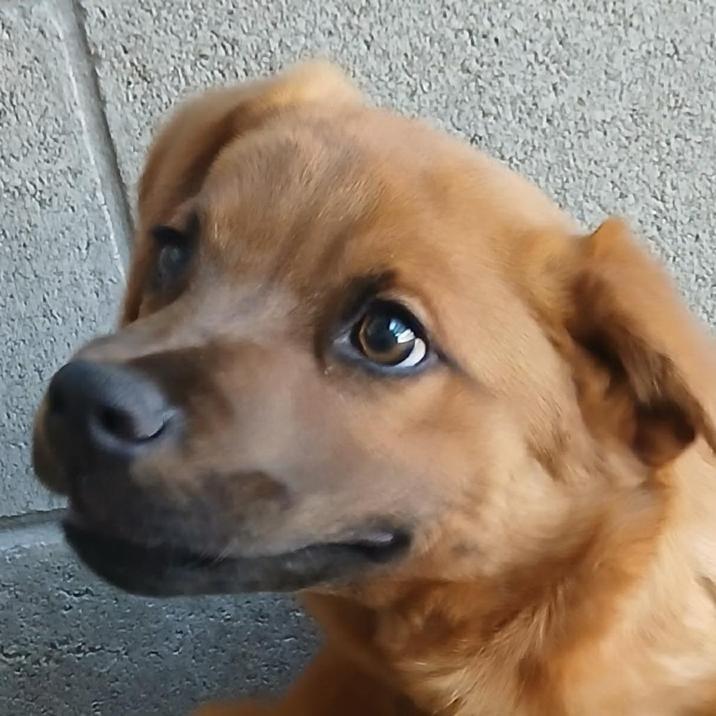 River, a Adoptable mixed breed in Wadena, MN image 3/4