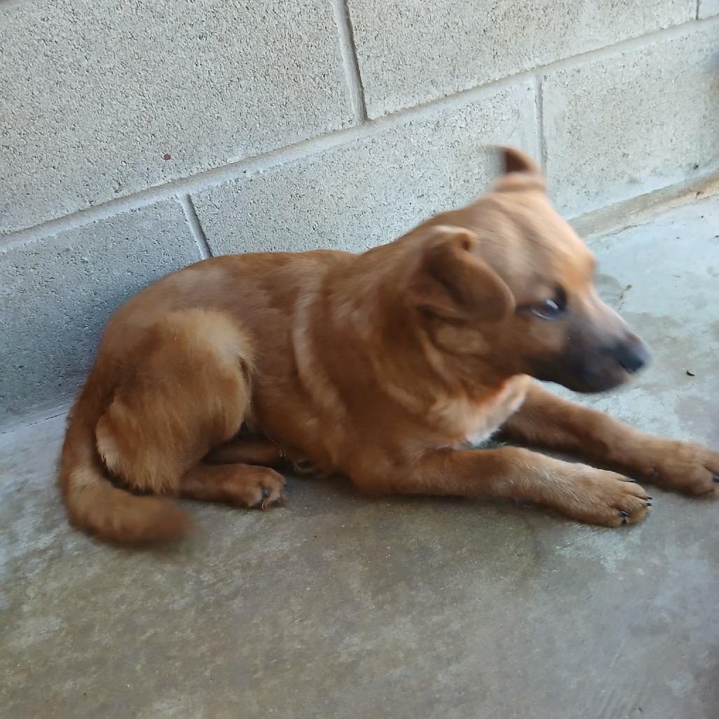 River, a Adoptable mixed breed in Wadena, MN image 4/4