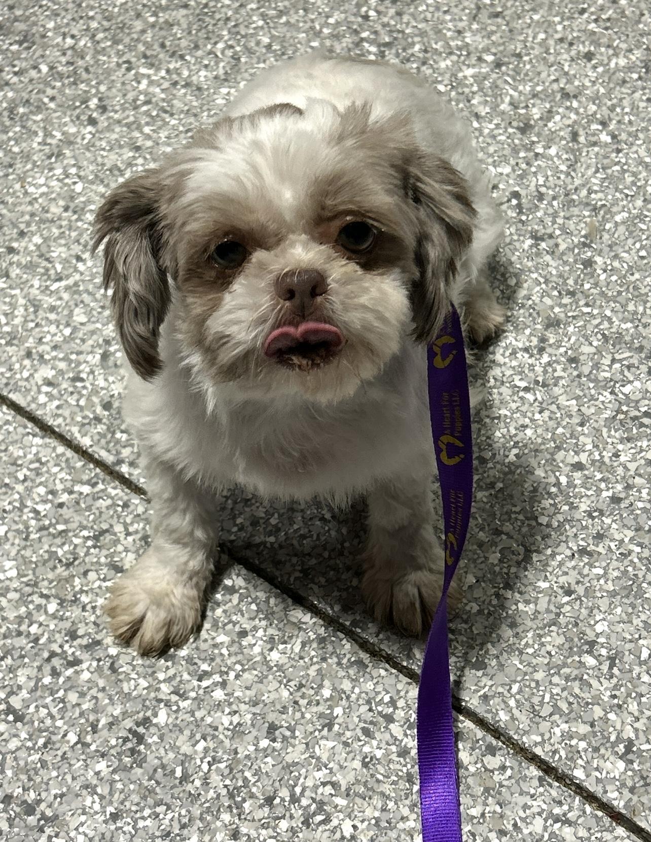 Amy, a Adoptable Shih Tzu in Maumee , OH image 1/3