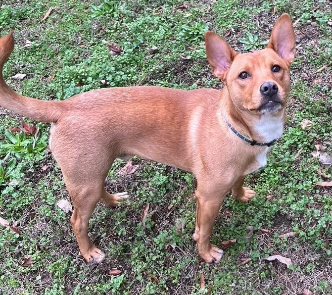 Chip, a ADOPTABLE mixed breed in Irmo, SC image 2/3