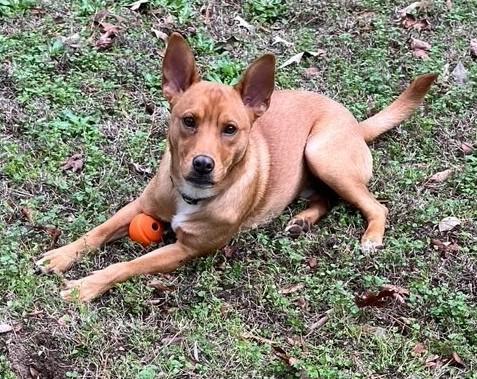 Chip, ADOPTABLE, Young Male Terrier.