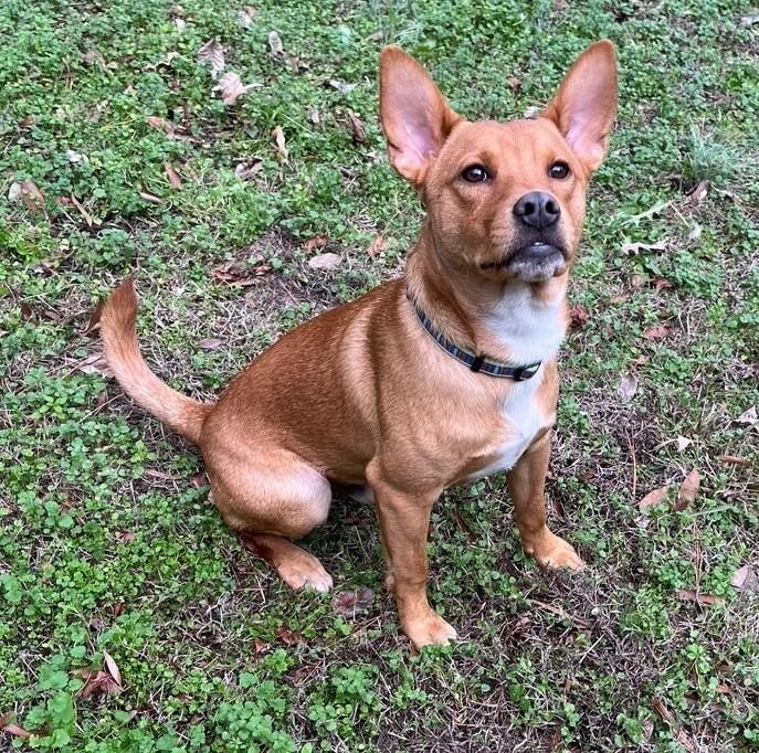 Chip, a ADOPTABLE mixed breed in Irmo, SC image 3/3