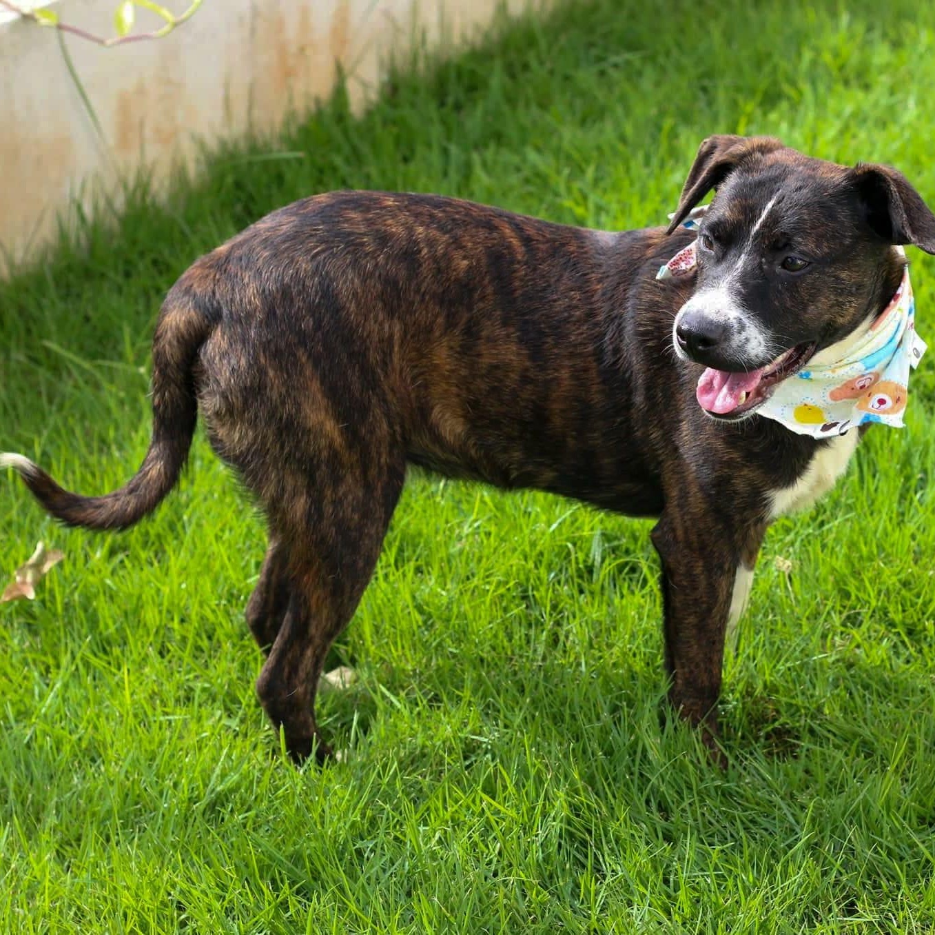 Rocco "forever Yours." thumbnail 3