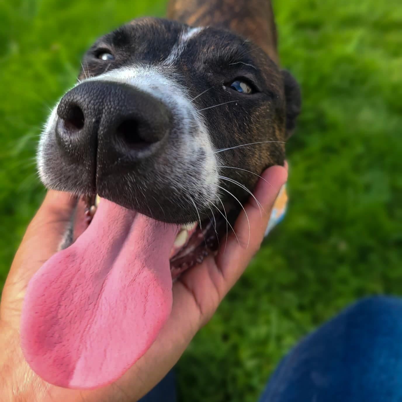 Rocco "forever Yours." thumbnail 5