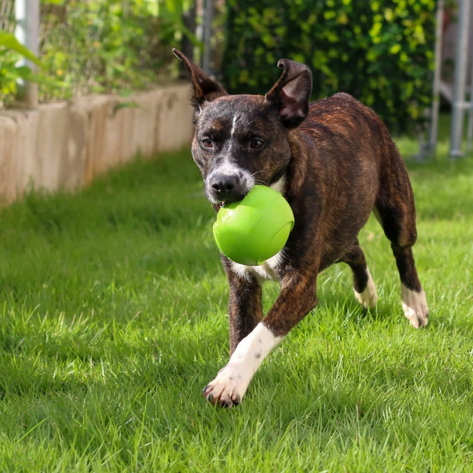 Rocco "forever Yours." thumbnail 6