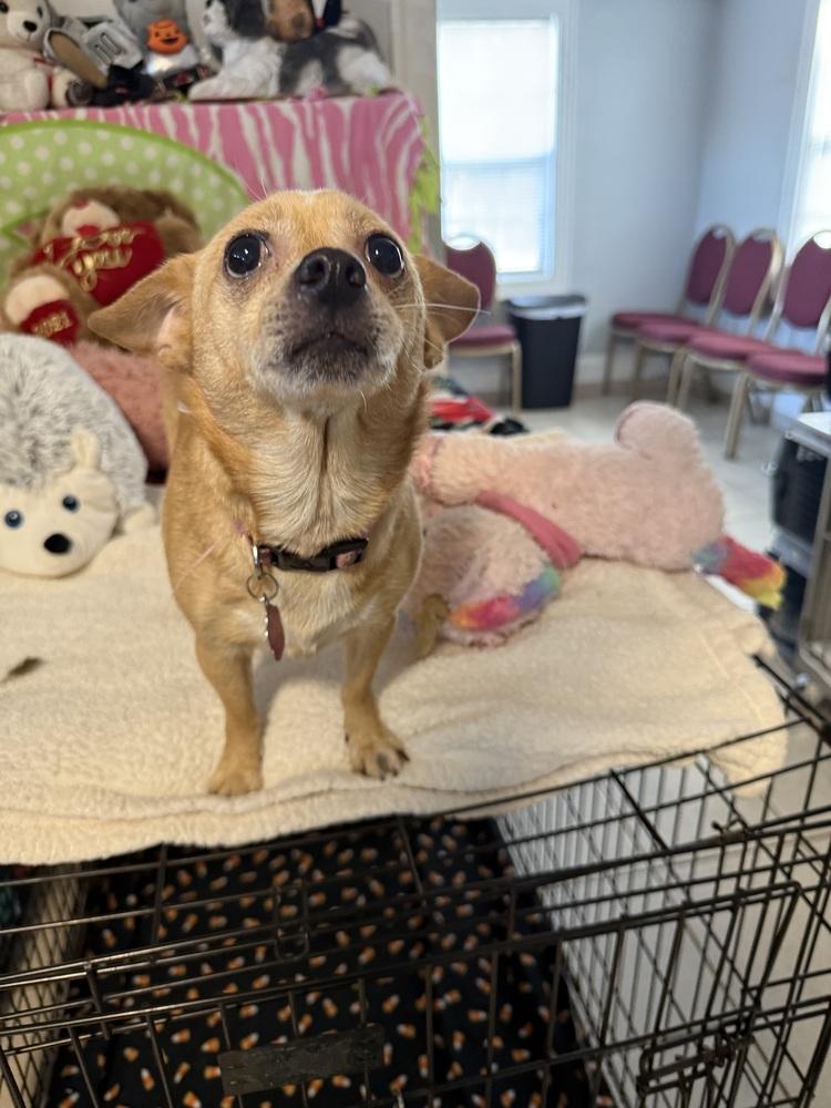 Enlarge Cuddles, a Adoptable mixed breed in Cedartown, GA image 1/1