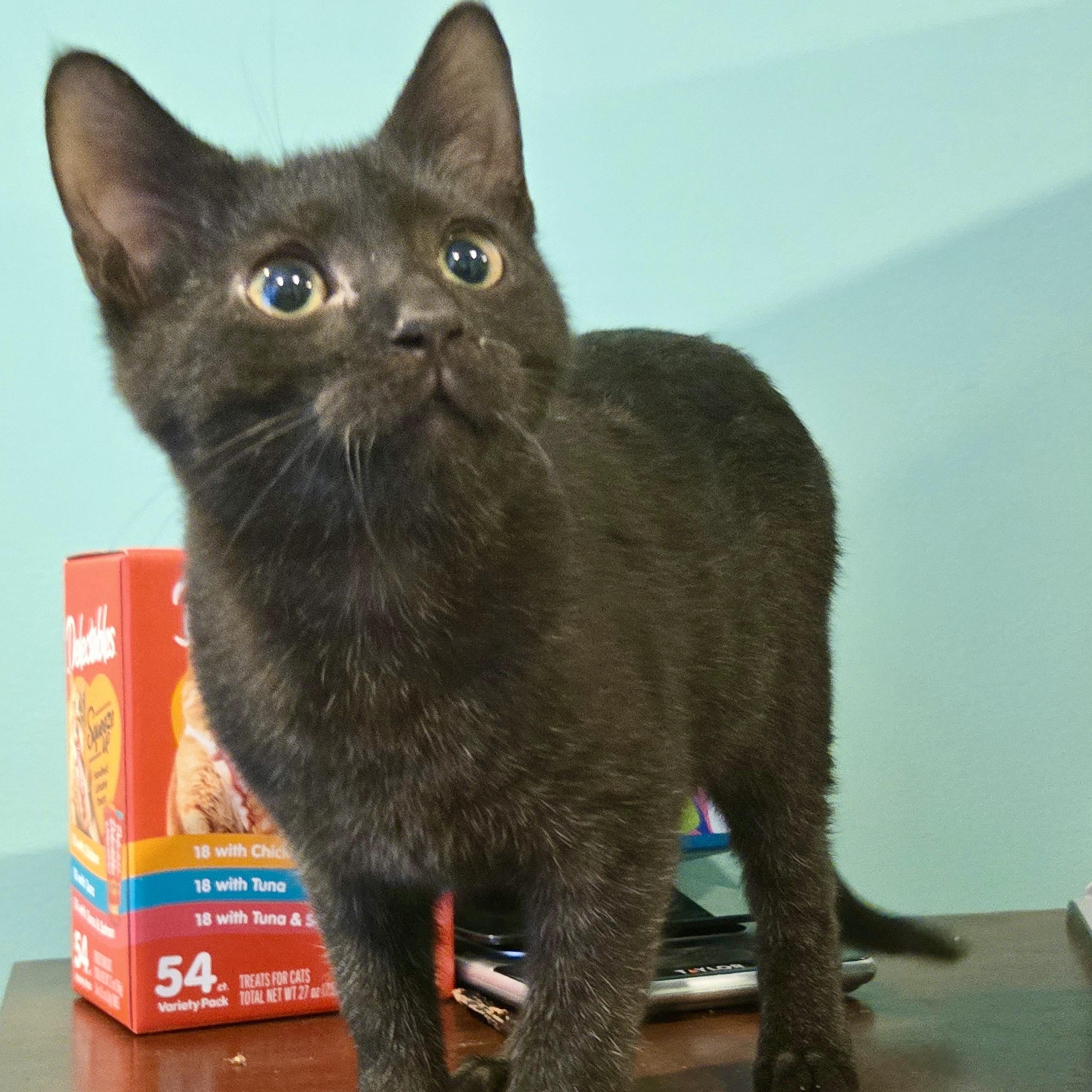 Chucky, Adoptable, Kitten Male Domestic Short Hair.