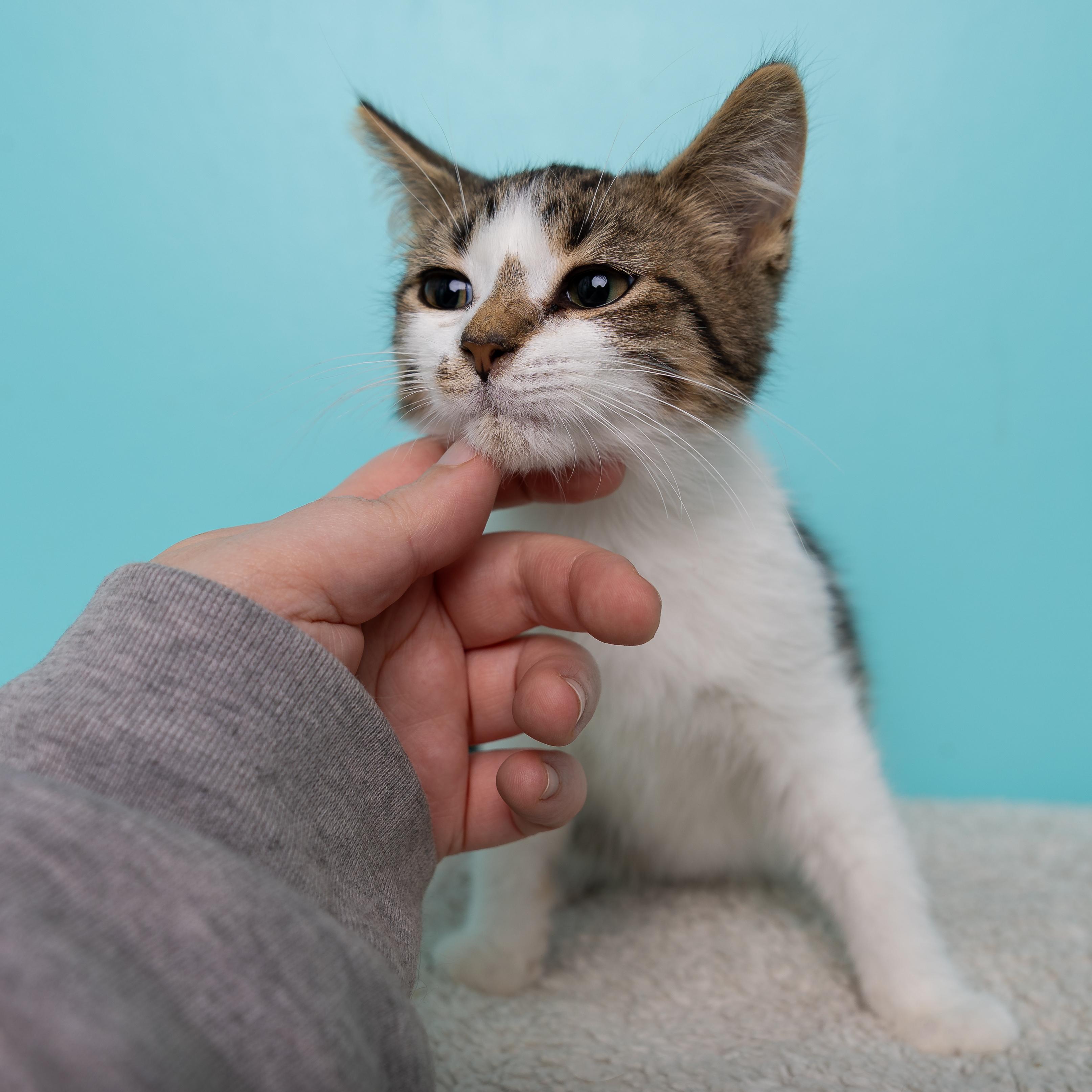 Enlarge Leo, a Adoptable Domestic Medium Hair in Kirkland Lake, ON image 2/3