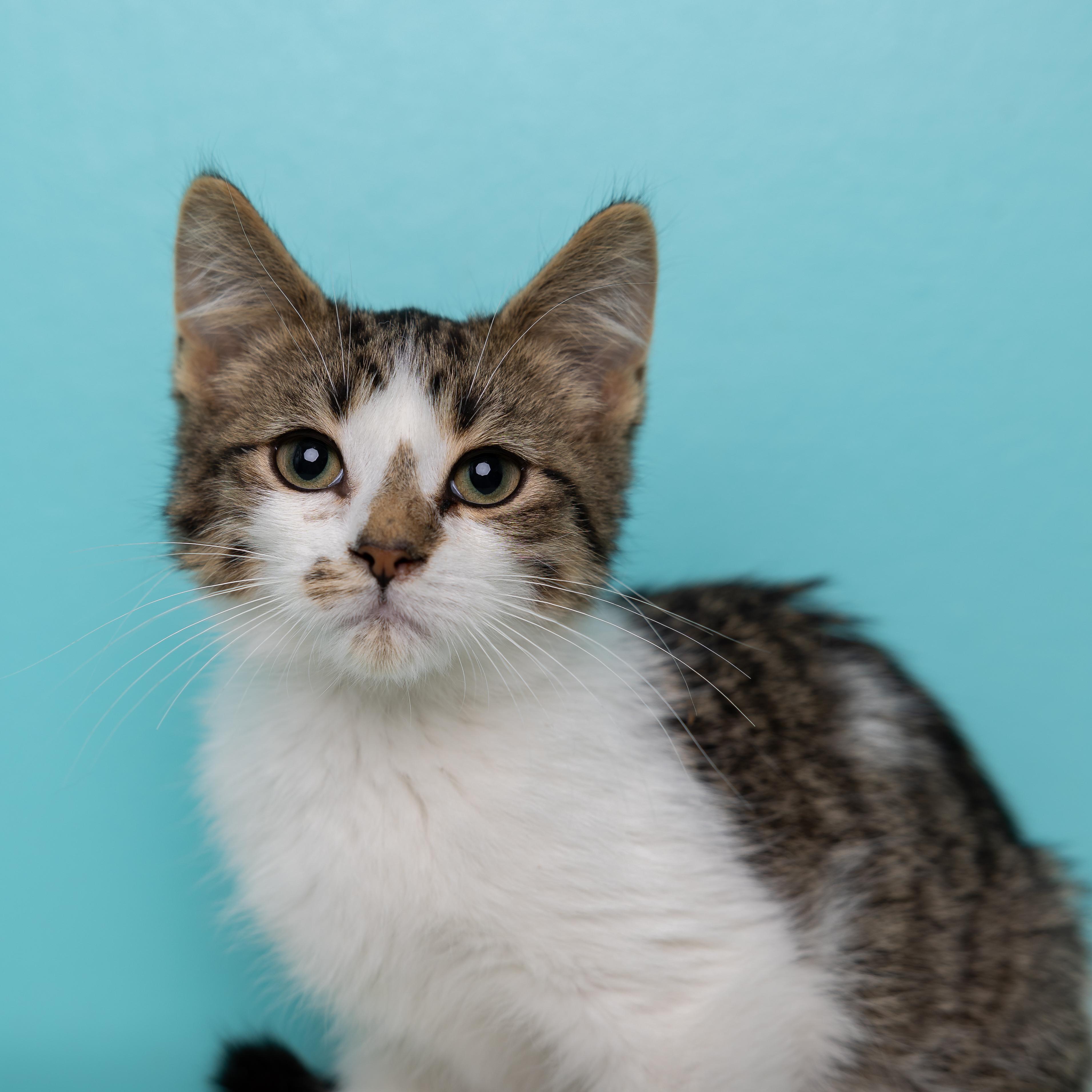 Enlarge Leo, a Adoptable Domestic Medium Hair in Kirkland Lake, ON image 3/3