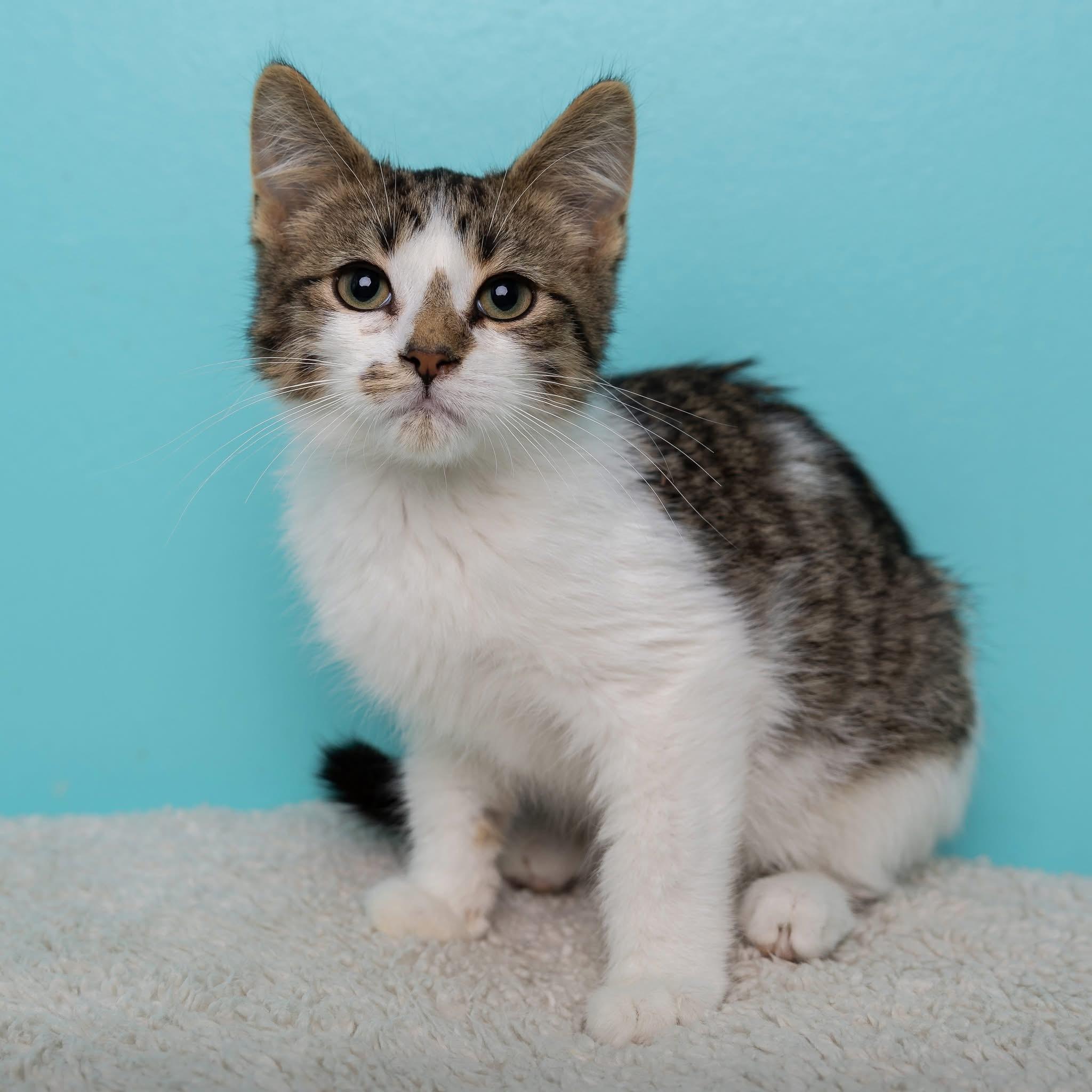 Leo, Adoptable, Kitten Male Domestic Medium Hair.